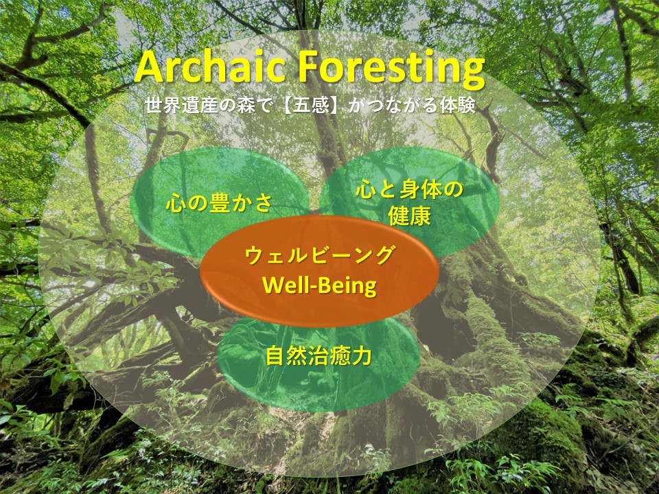 屋久島の森で「五感」がつながる体験